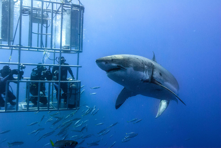 צלילה עם כרישים, צילום: גטי אימג