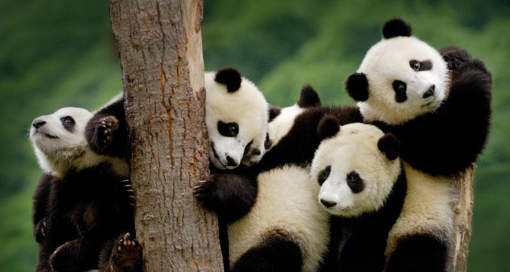 דובי פנדה בסין, צילום: bingwallpaper
