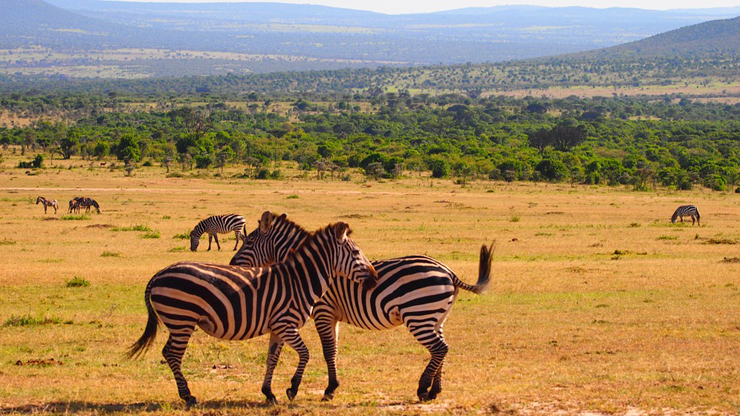זברות בקניה, צילום: pixabay 