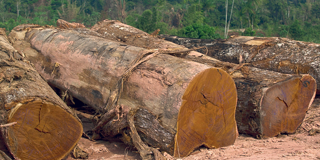 השנה האחרונה - הגרועה ביותר ליערות ברזיל בעשור האחרון