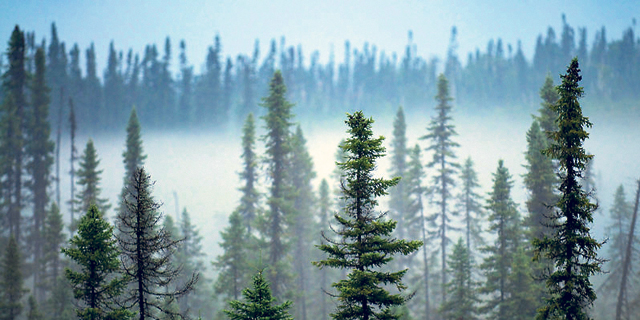 היערות הטרופיים מאבדים את יכולתם לקלוט פחמן דו חמצני