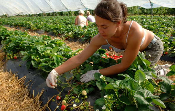 A strawberry farm (illustration). Photo: David Wootton/Alamy