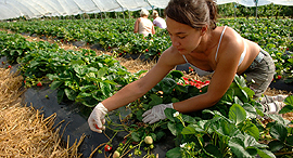 A strawberry farm (illustration). Photo: David Wootton/Alamy