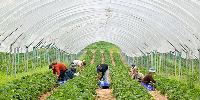 ועדת העבודה אישרה: חקלאים יוכלו לקזז עד 530 שקל משכר העובדים הזרים 