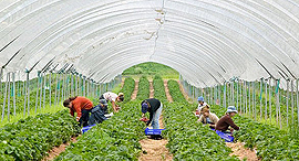 Greenhouse (illustration). Photo: David Wootton/Alamy