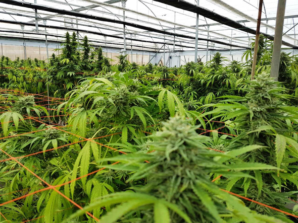 Cannabis farm in Israel. Photo: Seach Cannabis Farm