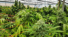 Cannabis farm in Israel. Photo: Seach Cannabis Farm