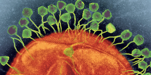 מכסחי החיידקים: נגיפים טורפי חיידקים עשויים להיות התחליף המנצח לאנטיביוטיקה