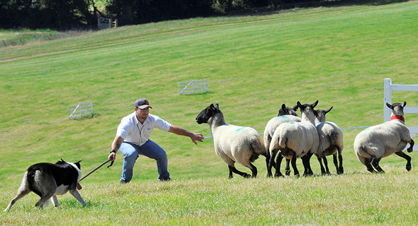 רועה וכלבו בתחרות רעיית כבשים בוויילס. התרגילים מגוונים, מהכנסה למכלאה והפרדת עדר עד הפרדה של כבשה אחת, צילום: רויטרס