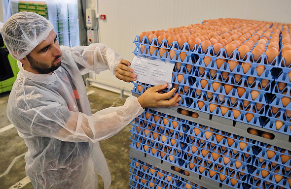 ריקול לאלפי ביצים ב אירופה, צילום: איי פי
