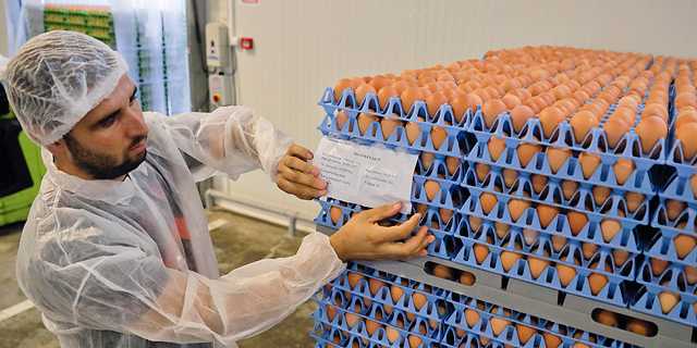 בעקבות זיהום הביצים באירופה: משרד החקלאות מבקש להגדיל את מכסות הייצור