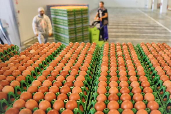 ריקול לאלפי ביצים ב אירופה, צילום: איי פי