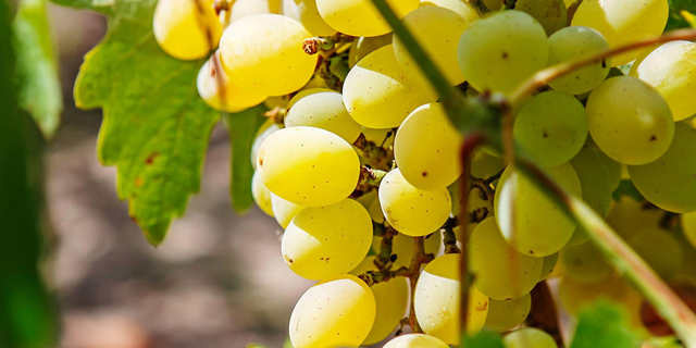 טרנד חדש: יין מזני ענבים שלא שמעתם עליהם