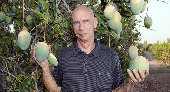 Gideon Gross at his mango plantation