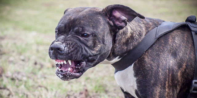 בריטניה: הכלב אכל קראק והרג את בעליו מול צוות הצילום של ה-BBC