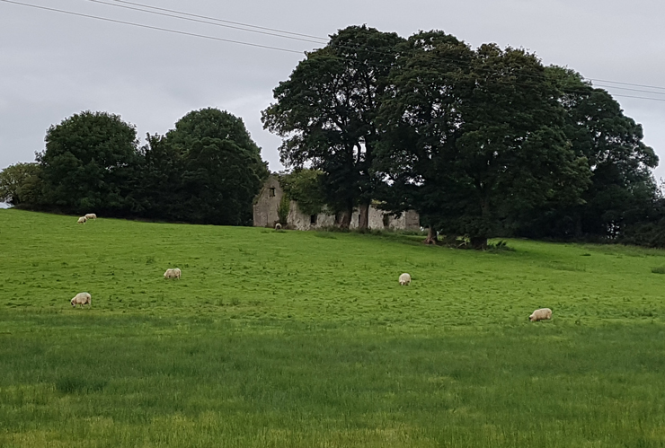 הכבשים של אירלנד, צילום: דוד הכהן