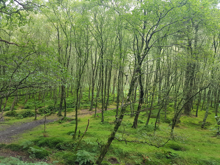 יער בשמורה, צילום: דוד הכהן
