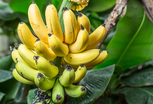 Bananas. Photo: Shutterstock