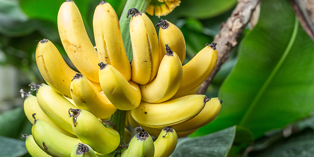 Genetic Manipulation Makes Strides in War Against Banana Fungus