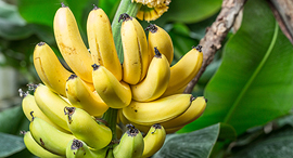 Bananas