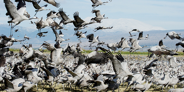 לאן הברווזים עפים כשהאגם רותח: הציפורים מספרות את סיפור קריסת כדור הארץ