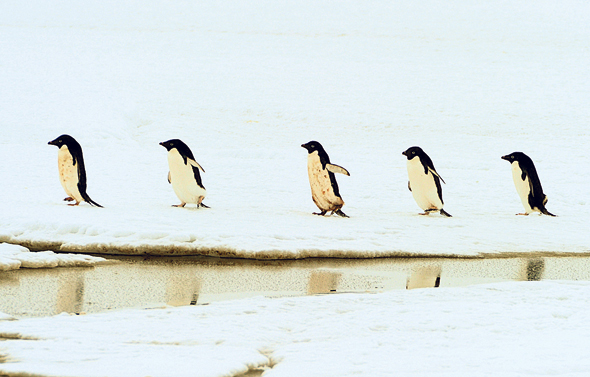 פינגווינים אדליים, אנטארקטיקה. מושבה של 40 אלף פרטים נכחדה מרעב