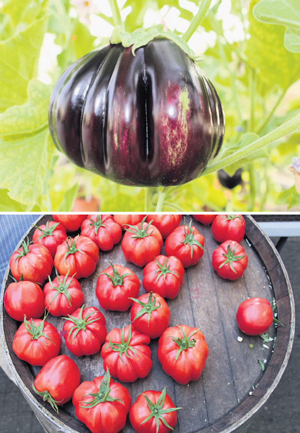 חצילים ועגבניות - "מודל חלופי לחקלאות"
