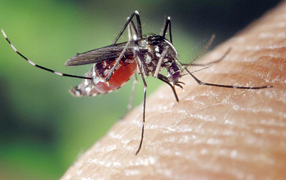 A mosquitoe. Photo: Bloomberg