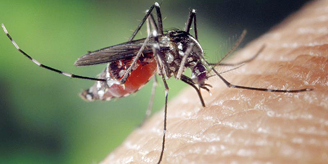 עקיצת יתוש, צילום: בלומברג