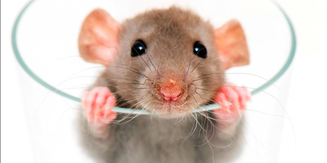 עד כמה חכמה הבינה המלאכותית שלנו? לא יותר מעכברוש