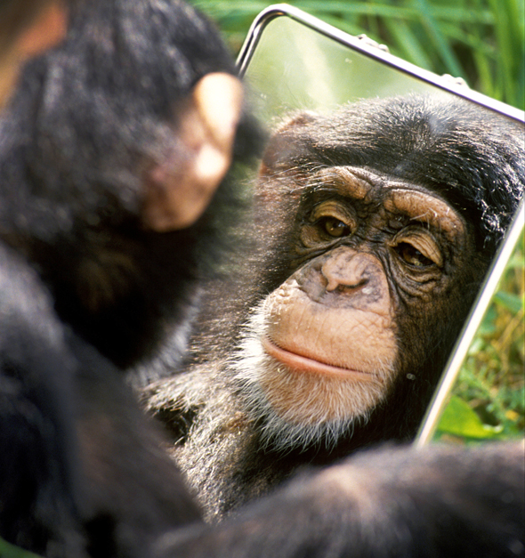 שימפנזה בניסוי המראה. "אם שימפנזים מתחבקים אחרי ריב, וגם בני אדם מתחבקים אחרי ריב, צריך להניח שאותה פסיכולוגיה משחקת תפקיד"