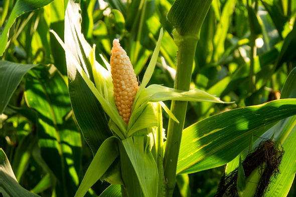 Corn. Photo: Shutterstock