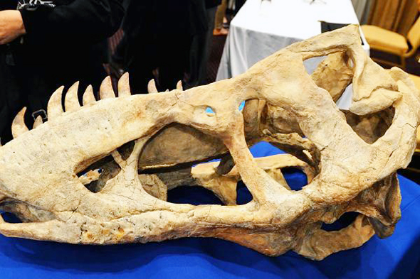 גולגולת של דינוזאור. עלתה לקייג' 276 אלף דולר - אך הוא נאלץ להחזירה לממשלת מונגוליה