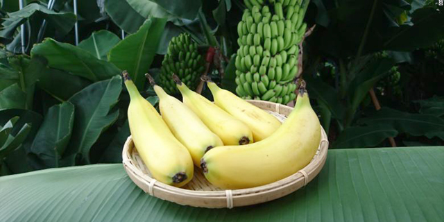 עכשיו אתם יכולים לאכול את הבננה עם הקליפה