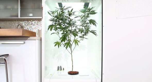 Leaf cannabis growing box. Photo: PR