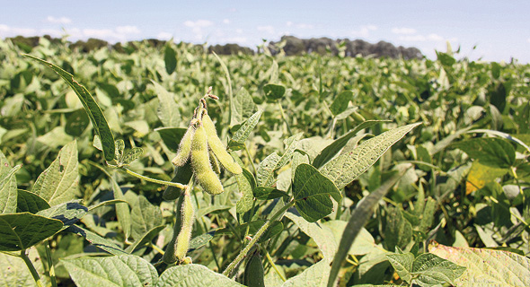 Soybean field (Illustrative). Photo: Weizmann Institute of Science