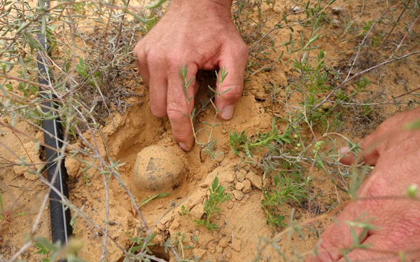 Desert truffle. Photo: Ramat HaNegev Desert Agriculture Center