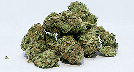 Marijuana buds. Photo: gjbmiller-Pixabay 
