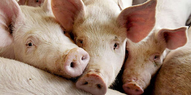 בגלל מגיפה: מחירי בשר החזיר בסין עלולים לזנק ביותר מ-70% - ולפגוע באספקה העולמית