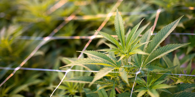 While Government Hedges on Export, Investors Light Up Israeli Cannabis Stocks