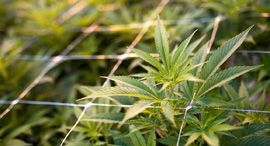 Cannabis. Photo: Bloomberg