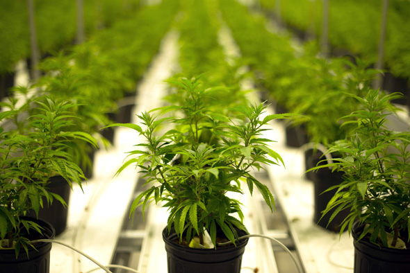 Cannabis. Photo: Bloomberg Cannabis. Photo: Bloomberg