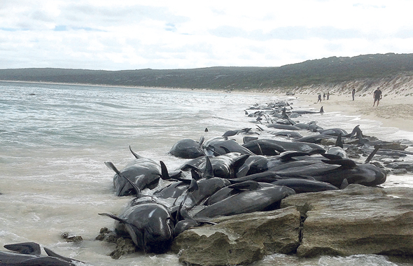 גוויות דולפינים באוסטרליה, לפני שבועיים. תמותה של כמעט כל הלהקה, צילום: אי.אף.פי