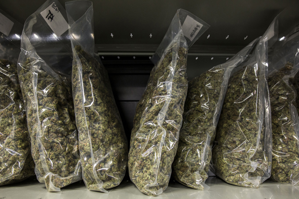 Cannabis. Photo: Bloomberg