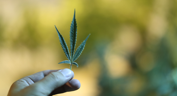 Cannabis leaf (illustration). Photo: Bloomberg