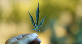 Cannabis leaf (illustration). Photo: Bloomberg