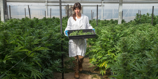 Israel’s Kibbutzim Are Ahead of the Trend on Cannabis