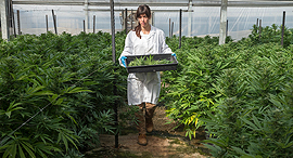 A cannabis greenhouse at kibbutz Revadim. Photo: BOL Pharma