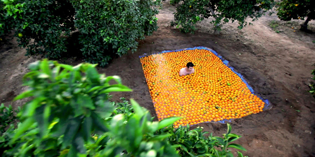 האמן שחר מרקוס משתמש בתפוזים כמשל על החצר האחורית של ישראל