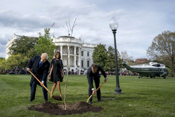 דונלד טראמפ ו עמנואל מקרון שותלים עץ ב בית הלבן, צילום: איי פי